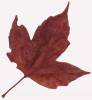 autumn_leaf